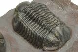 Pair Of Struveaspis Trilobites - Jorf, Morocco #233138-5